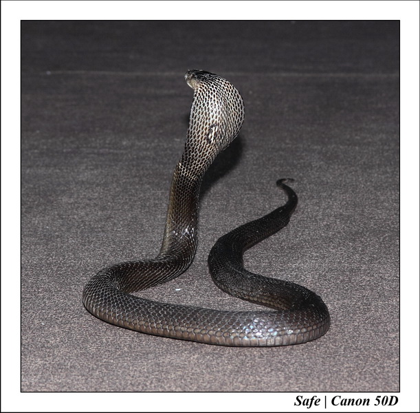 2009   08   Kho samui 14